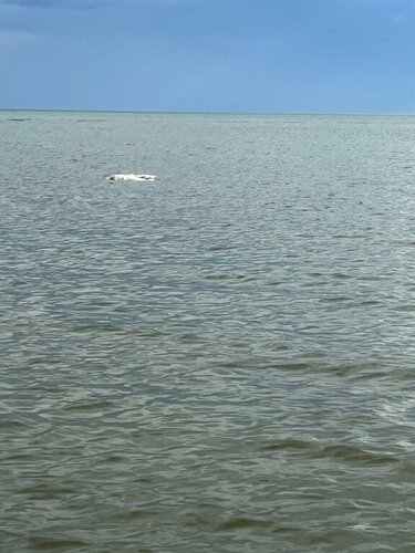 IMG_2331.jpeg