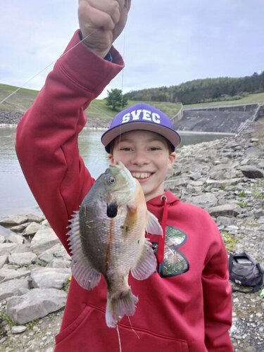 bluegill.jpg