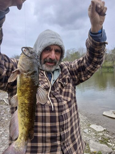 bullhead.jpg