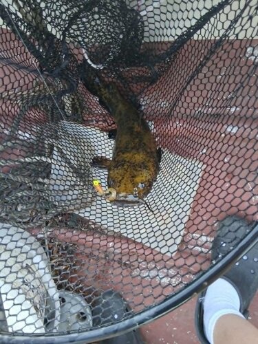 flathead.jpg