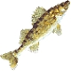 SCWalleyeman